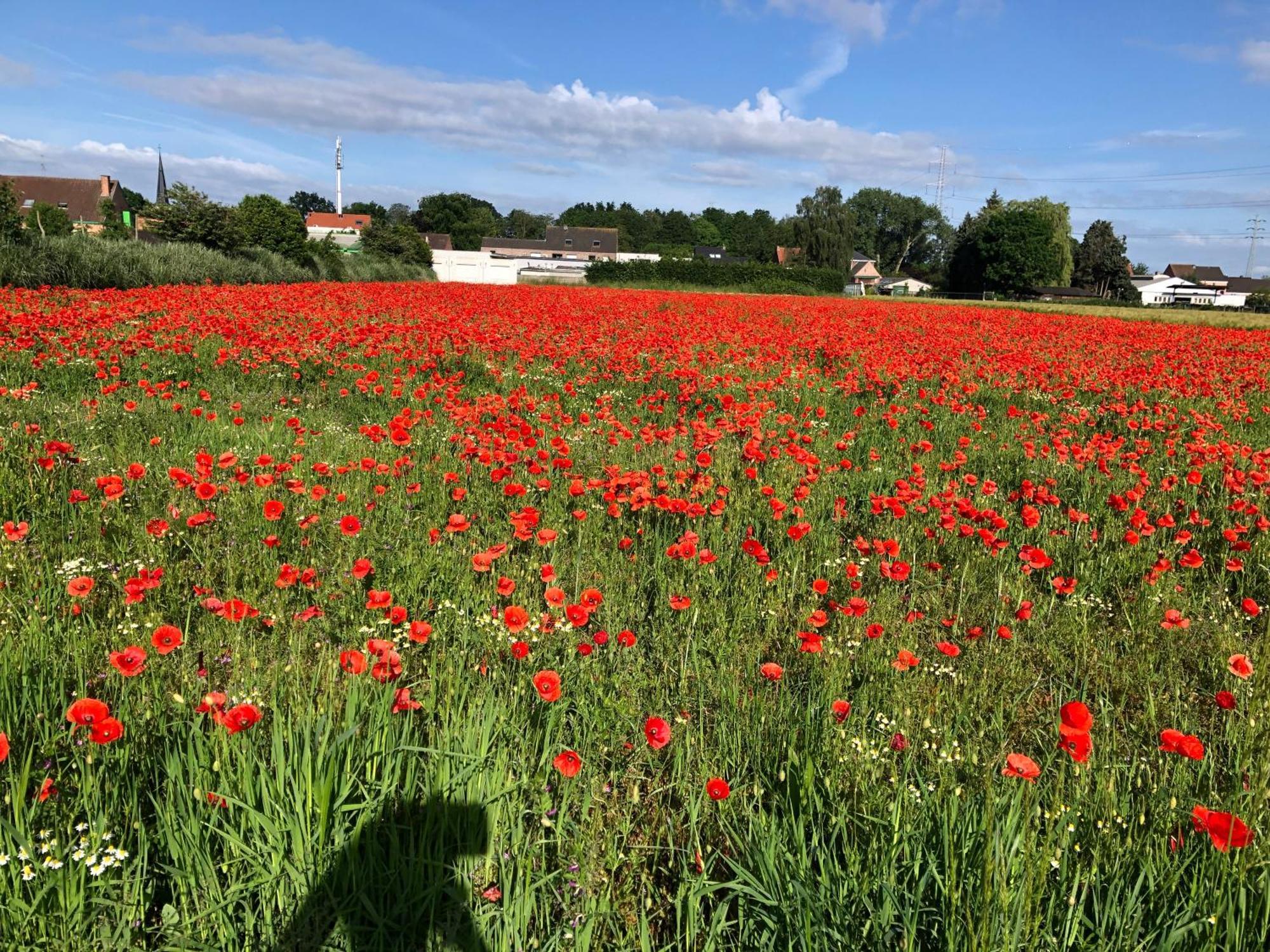 Vakantiewoningeikenhof Londerzeel Zewnętrze zdjęcie